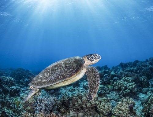Ghost nets kill 25000 turtles every year