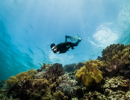 extinction of reefs is coming closer